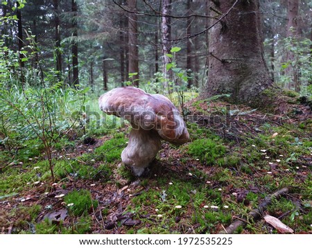 A big, old and already rotten boletus mushroom standing in the middle of the picture. Trees and shrubs in the background, mosses in front.