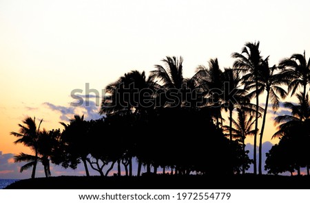 silhouette of palm trees in hawaii 