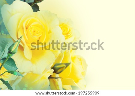 Yellow roses in the garden 