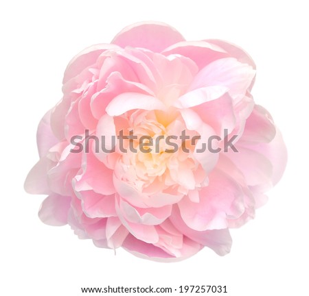 beautiful peony flower isolated on white background