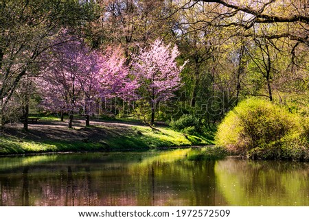 Tranquil Japanese meditation garden with pond and beautiful sakura cherry blossoms on the bank on a bright sunny day