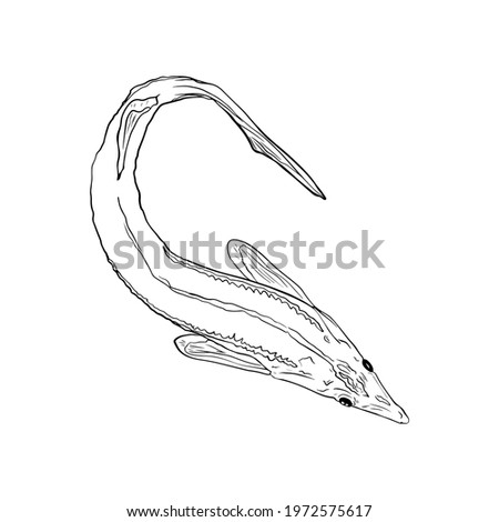 Vector Illustration of isolated sea fish. Underwater animals for printing on logo, icon, eco, vegans, travel
