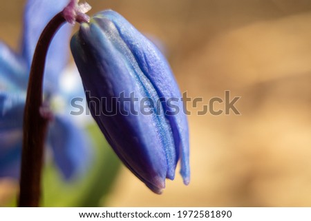 Blue scilla, squill bud macro. Snowdrops flowers, blooming close-up with blurred background. Sunny early spring wild forest details