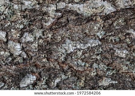 wooden gray background with texture of birch bark covered with lichen closeup