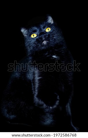 black cat on a black background with yellow-green eyes