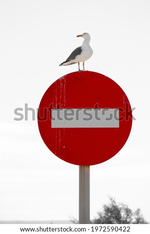 Seagull standing on red forbidden signal in the morning in Spain