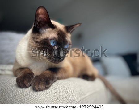 Portrait of a Balinese cat Royalty-Free Stock Photo #1972594403