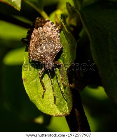 Macro of a bedbug on a leaf near a wood