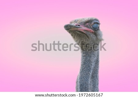 A herd of ostriches against the blue sky. Heads of curious ostriches. Large ostrich farm. Exotic wild animal. Copy space.