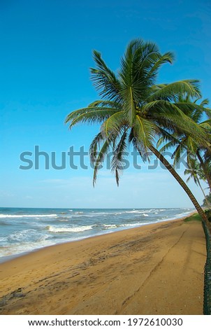 A palm tree bent over the ocean shore. Sandy beach with palm trees, ocean, blue sky. Vacation, summer vacation concept. Sri lanka.