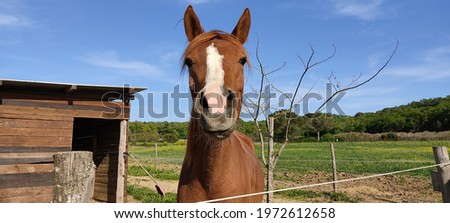 Brown horse in a farm Land