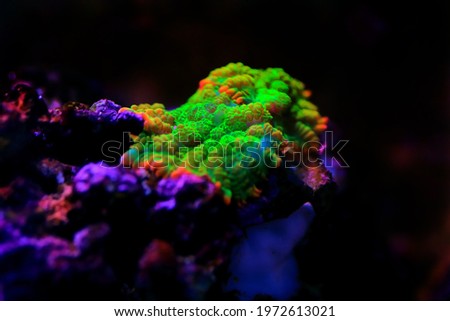 Sun-stone rare and expensive Rhodactis soft mushroom coral