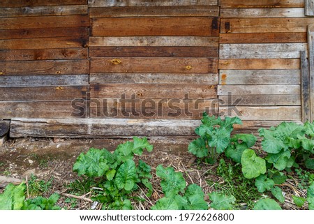 gray dry wooden planks wall suface texture and background
