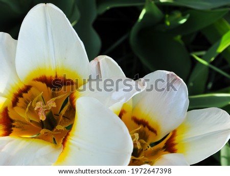 two buds of white tulips with a yellow center on a dark green background 