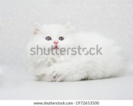 sitting white fluffy kitten on a light uniform background 