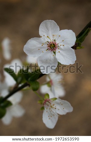 Spring white beautiful flowers on a branch of a blossoming fruit tree. Natural seasonal background with blurred focus for postcards, layouts, posters, templates, presentations and wallpapers.