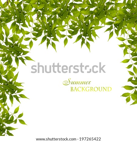 Branch with green leaves isolated on white background 