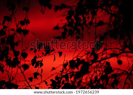 red sky black leaves in new zealand