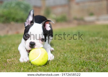 Boston Terrier puppy lying on the grass chewing a tennis ball looking at the camera. There is copy space