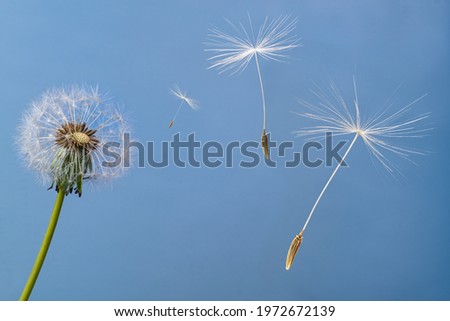 Seeds flying off with the wind from the seed head of a dandelion flower (Taraxacum officinale). Royalty-Free Stock Photo #1972672139