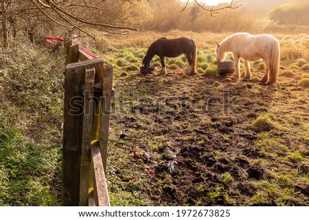 Two horses white and brown in a field consuming food from a plastic bucket. Warm sunrise sun. Elegant animals in a nature environment.