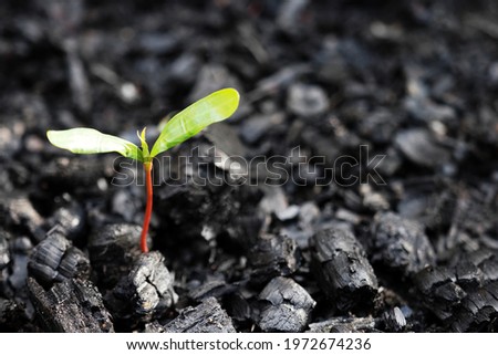 Life after death, green sprout on the coals after the fire. Rebirth of nature after the fire. Rebirth concept Royalty-Free Stock Photo #1972674236
