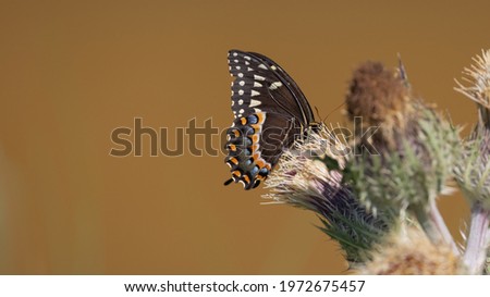 This Laurel Swallowtail on a Thistle Plant make a beautiful photo.
