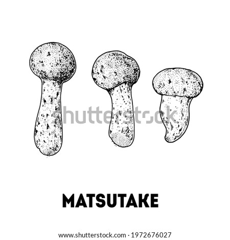 Matsutake mushroom hand drawn sketch. Mushroom vector illustration. Organic healthy food. Great for packaging design. Engraved style. Black and white color. Royalty-Free Stock Photo #1972676027