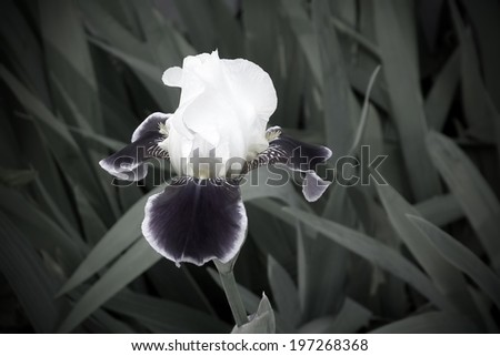 Iris flower with retro filter effect. Dark vintage floral background.