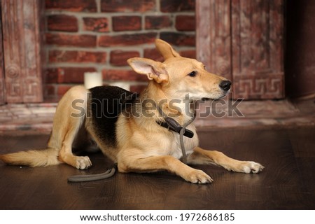 cute brown and black mongrel dog in studio close up