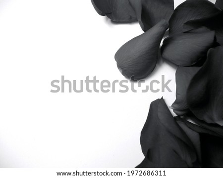 Black Rose Petals on White Background. Space for text. Add your own message. Beautiful and detailed macro photo of black rose petals. Romantic. Moody. Useful for many types of celebrations. Sympathy.
