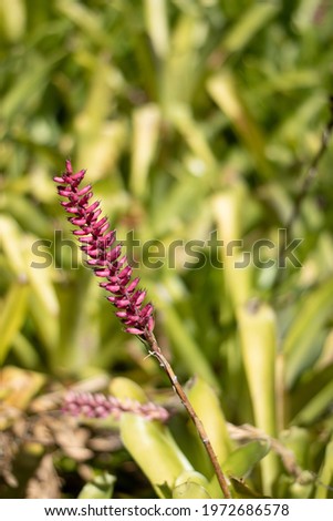 Picture of flower growing in Florida nature preserves.