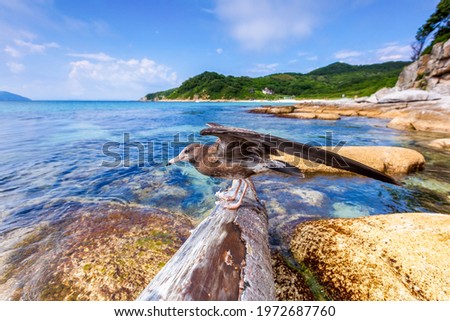 Beautiful summer landscape with Furugelm island. A young seagull stands on a log, melting its wings, against the background of the blue sea