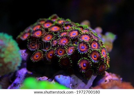 Zoanthid's polyps colonies are amazing colorful living decoration for every coral reef aquarium tank