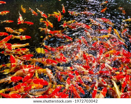Many Koi fish in a water