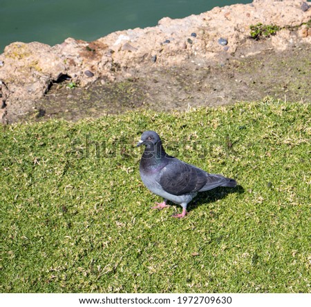 A domestic pigeon also known as homing pigeon.