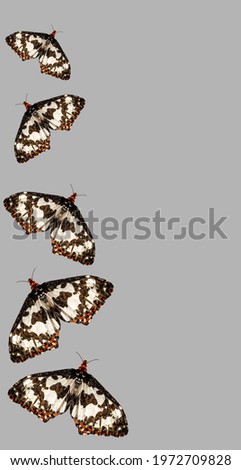 Asian butterfly isolated from the natural background Butterfly in the rain forest abstract light