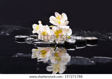 branch white orchid on black pebbles with reflection