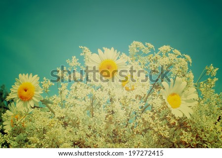 Daisies with retro filter effect. Bouquet of wildflowers. Vintage floral background.