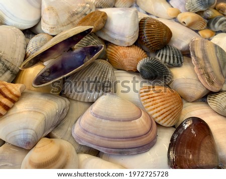Colorful shells added to the collection