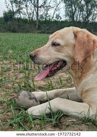 A picture of a Labrador retriever dog in a farm clicked on 12 may 2021
