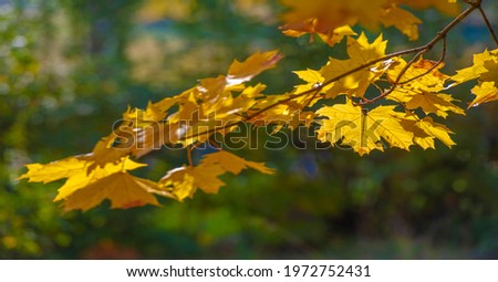 Autumn maple leaves. Autumn colors and gifted mood. September October November is one of the richest, brightest and most vivid colors.