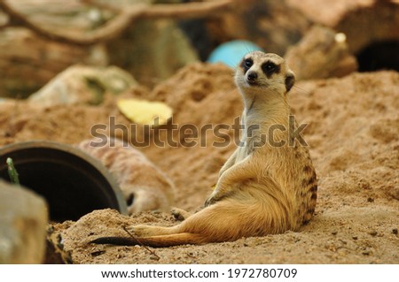 meerkat sitting and looking around 