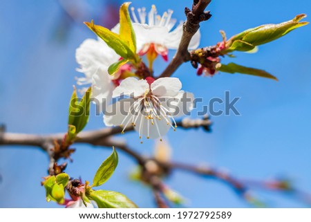 Nature in spring. A branch with white spring flowers on the tree. A flowering tree. A blooming landscape background for a postcard, banner, or poster. Close-up macro photography, selective focusing. 