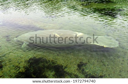  a manatee with boat boat propeller scars swimming underwater during a river boat tour in edward ball wakulla springs state park near crawfordville, florida Royalty-Free Stock Photo #1972794740