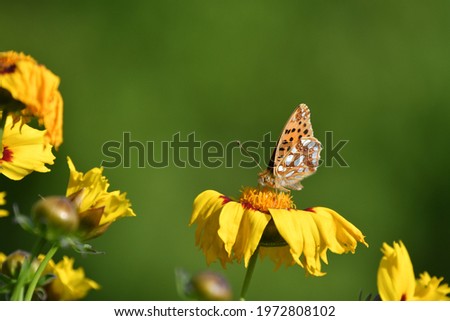 A butterfly, a queen of Spain fritillary (Issoria lathonia), sitting on a yellow coreopsis-flower. The wings are closed.