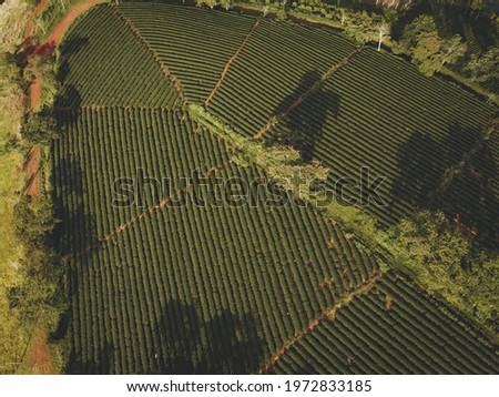 Aerial view of Tam Chau tea plantation in Bao Loc city, Lam Dong province, Vietnam. Travel and landscape concept.