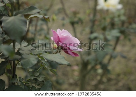 a beautiful purple colour rose hanging in a branch of a tree
