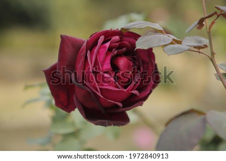 a close view of a big red rose hanging in a branch of a tree
