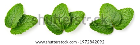 Mint leaf isolated. Fresh mint on white background. Set of mint leaves. Top view. Full depth of field. Perfect not AI mint leaf, true photo. Royalty-Free Stock Photo #1972842092